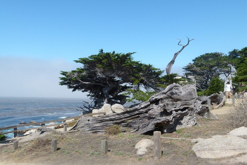 monterey, coast, trees-52947.jpg