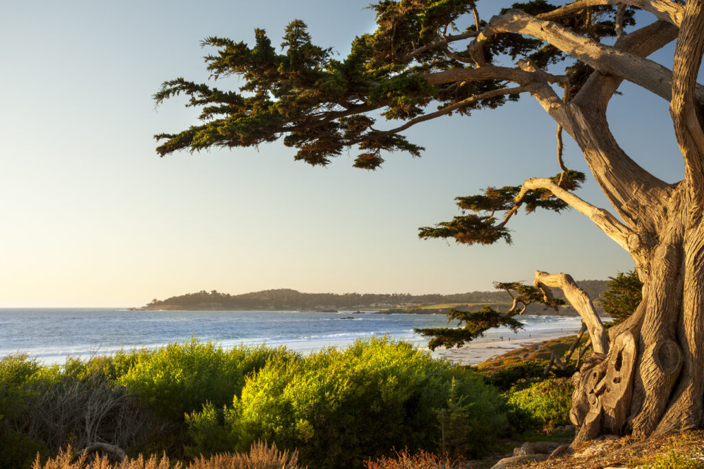 A view of the Pacific Ocean from the coastline in Carmel, California near Monterey. Green shrubbery and a tree are shown in the foreground, and rolling hills are visible in the background.
